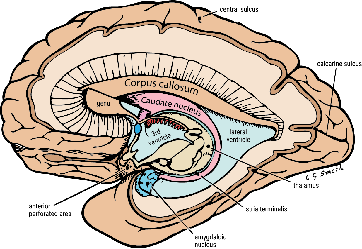 u-br-columbia-drawing-caudate-nucleus-and-amygdala-english-labels